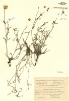 藏品(紫雲英屬)的圖片
